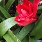 Immagine 4 azienda AGRI.FLOR.ALL. Vivaio in Capoterra CA