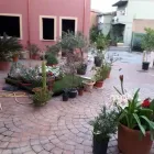 Immagine 5 azienda AGRI.FLOR.ALL. Vivaio in Capoterra CA