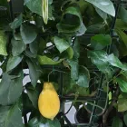 Immagine 1 azienda AGROBIO CONSORZIO AGRARIO MILANO Vivaio in Milano