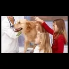 Immagine 3 azienda AMBULATORIO VETERINARIO BARZONI DR.SSA ELISA Veterinario in Marghera VE