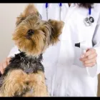 Immagine 1 azienda AMBULATORIO VETERINARIO BARZONI ELISA Veterinario in Marghera VE