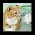 Immagine 2 azienda AMBULATORIO VETERINARIO BARZONI ELISA Veterinario in Marghera VE