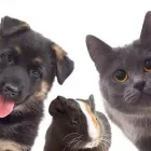 Immagine 7 azienda AMBULATORIO VETERINARIO ROSINI DOTT. EMIDIO Veterinario in Martinsicuro