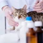 Immagine 1 azienda AMBULATORIO VETERINARIO SAN LAZZARO Veterinario in San Lazzaro Di Savena BO