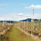 Immagine 1 azienda AZIENDA ORTOFRUTTICOLA SETT'OLMI Shopping e acquisti in Perugia