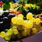 Immagine 1 azienda BIO EMOZIONI Shopping e acquisti in Montebelluna TV