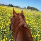 Immagine 1 azienda CENTRO ESCURSIONI A CAVALLO SANTA VITTORIA Industrie e agricoltura in Capoterra CA