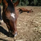 Immagine 3 azienda CENTRO ESCURSIONI A CAVALLO SANTA VITTORIA Industrie e agricoltura in Capoterra CA