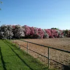 Immagine 5 azienda CENTRO ESCURSIONI A CAVALLO SANTA VITTORIA Industrie e agricoltura in Capoterra CA
