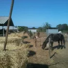 Immagine 6 azienda CENTRO ESCURSIONI A CAVALLO SANTA VITTORIA Industrie e agricoltura in Capoterra CA