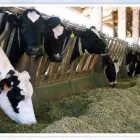 Immagine 1 azienda HOMBRE Servizi agricoli in Modena