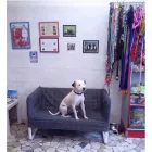Immagine 5 azienda LA TOELETTA DI PATTY BOOP CIAMPINO Toelettatura di animali domestici in Ciampino RM