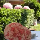 Immagine 1 azienda LE REVE Ristorante in Roma