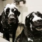 Immagine 4 azienda MI FIDO PET Shopping e acquisti in Vicenza