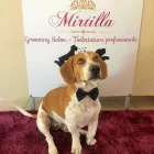Immagine 3 azienda MIRTILLA GROOMING SALON QUARTU SANT'ELENA Shopping e acquisti in Quartu Sant'elena CA