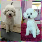 Immagine 4 azienda MIRTILLA GROOMING SALON QUARTU SANT'ELENA Shopping e acquisti in Quartu Sant'elena CA