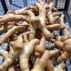Immagine 8 azienda PANIFICIO PASTICCERIA TOSI ROMANO E C. Shopping e acquisti in San Lazzaro Di Savena BO