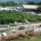 Immagine 1 azienda VIVAI BOCCI GROUP Vivaio in Spoleto PG