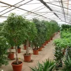 Immagine 3 azienda VIVAI MASSARRONI Vivaio in Perugia