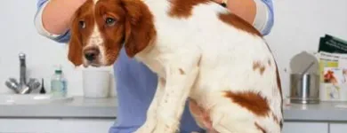 Immagine 4 azienda AMBULATORIO VETERINARIO BARZONI DR.SSA ELISA Veterinario in Marghera VE