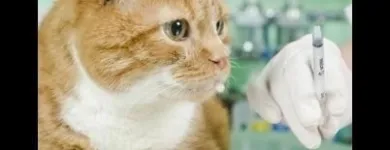 Immagine 2 azienda AMBULATORIO VETERINARIO BARZONI ELISA Veterinario in Marghera VE