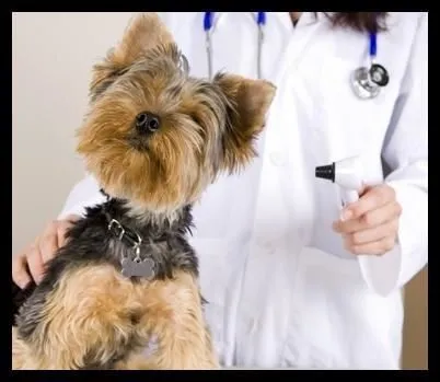 Immagine 1 azienda AMBULATORIO VETERINARIO BARZONI DR.SSA ELISA