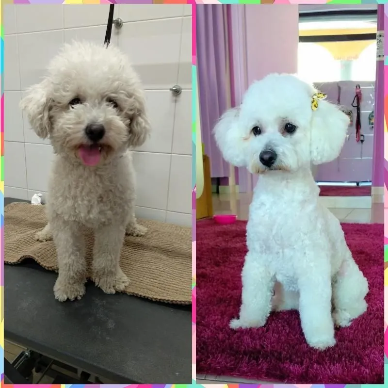 Immagine 4 azienda MIRTILLA GROOMING SALON QUARTU SANT'ELENA
